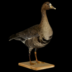 Greater white-fronted goose Anser albifrons 3D Scan